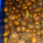 Clay_Food storage_Potatoes