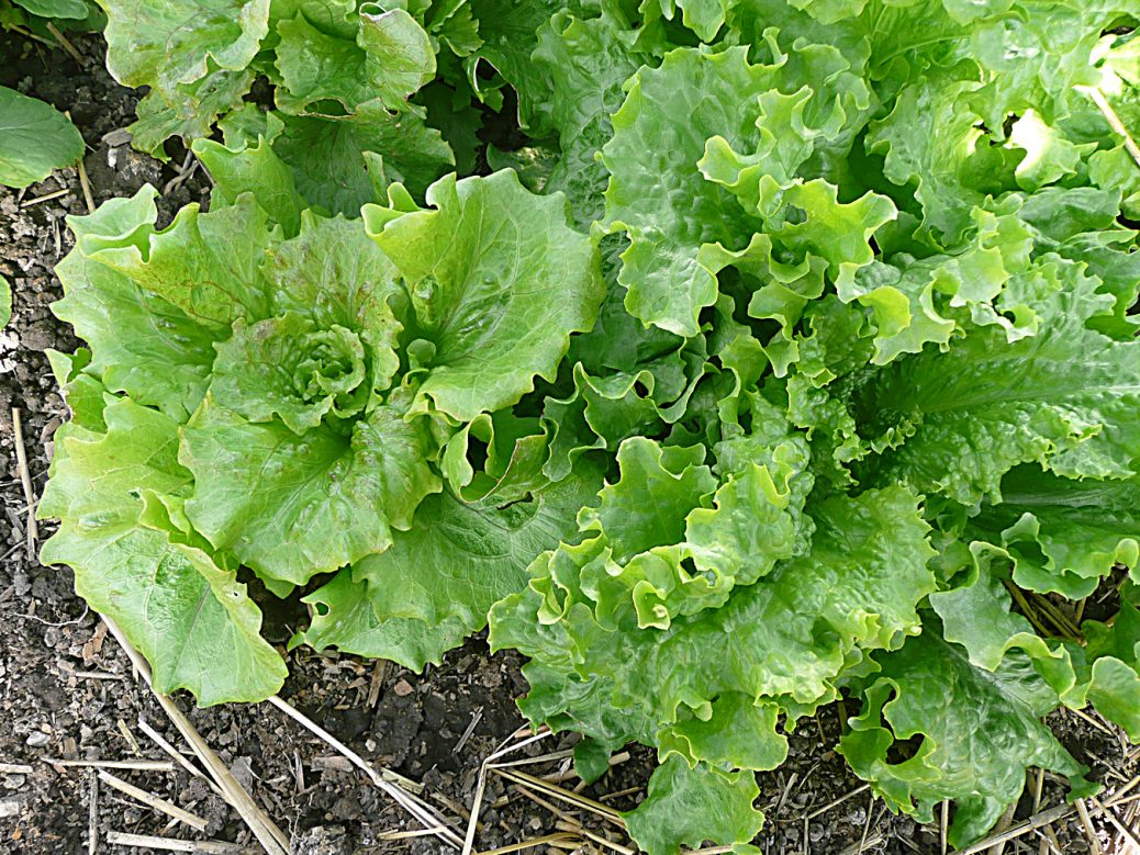 Salad Greens: How to Grow It