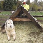 A-frame-dog_opt