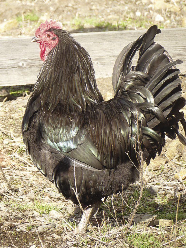 jersey black giant rooster